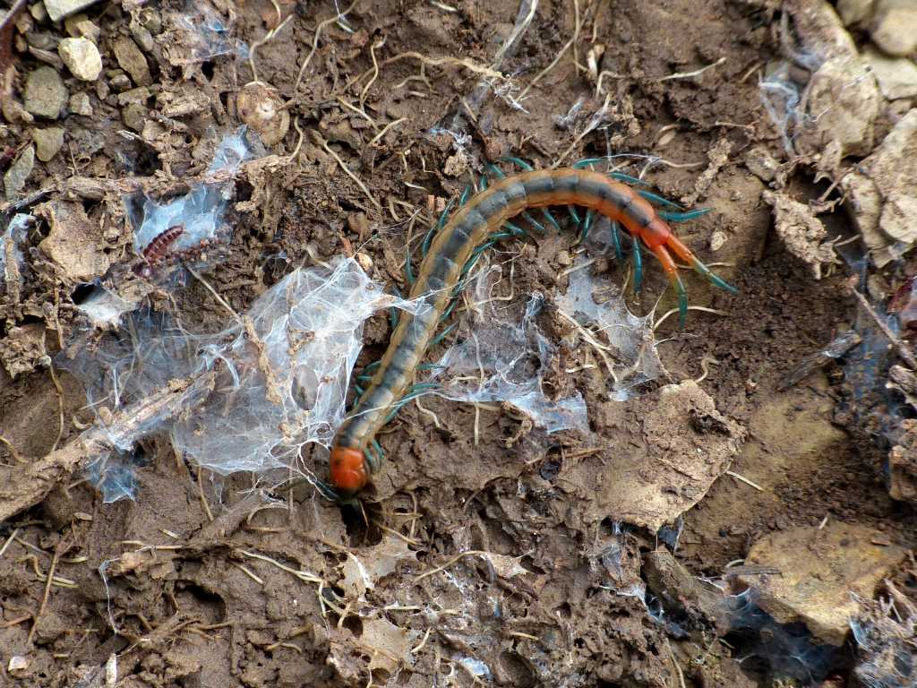 Giovane Scolopendra cingulata - Tolfa (RM)